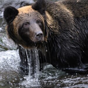 Red Cross - Bear Aware: Traveling Through Bear Country - Online Course